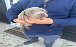 Labrador Retriever dogs for sale: Silver Labrador  - Image 22