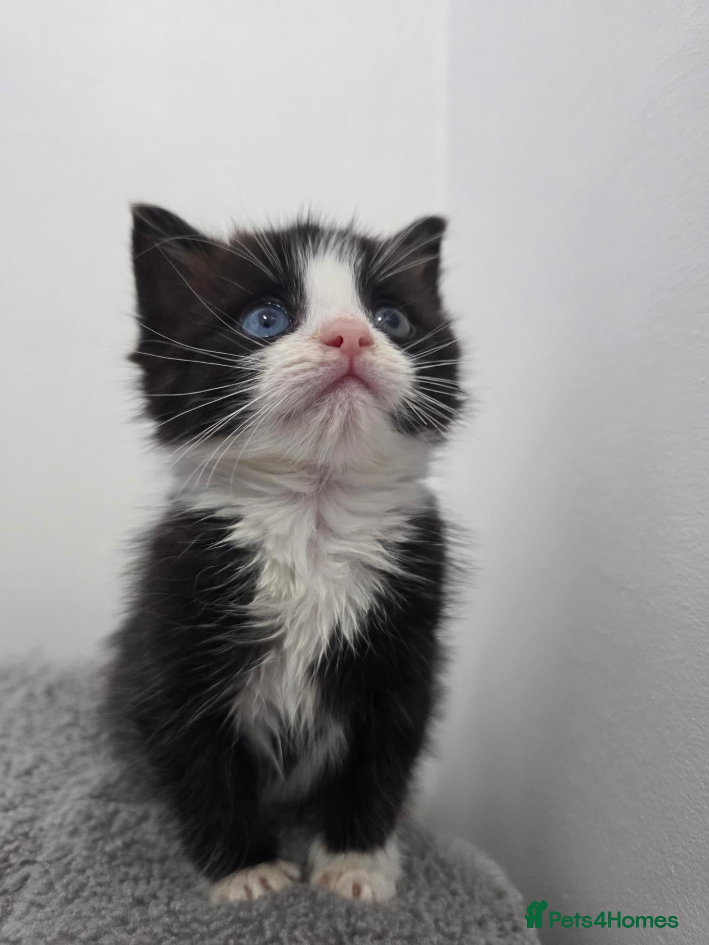 Ragdoll cats Black & White Ragdoll Kitten - Advert 3
