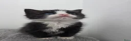 Ragdoll cats for sale: Black & White Ragdoll Kitten - Advert 1