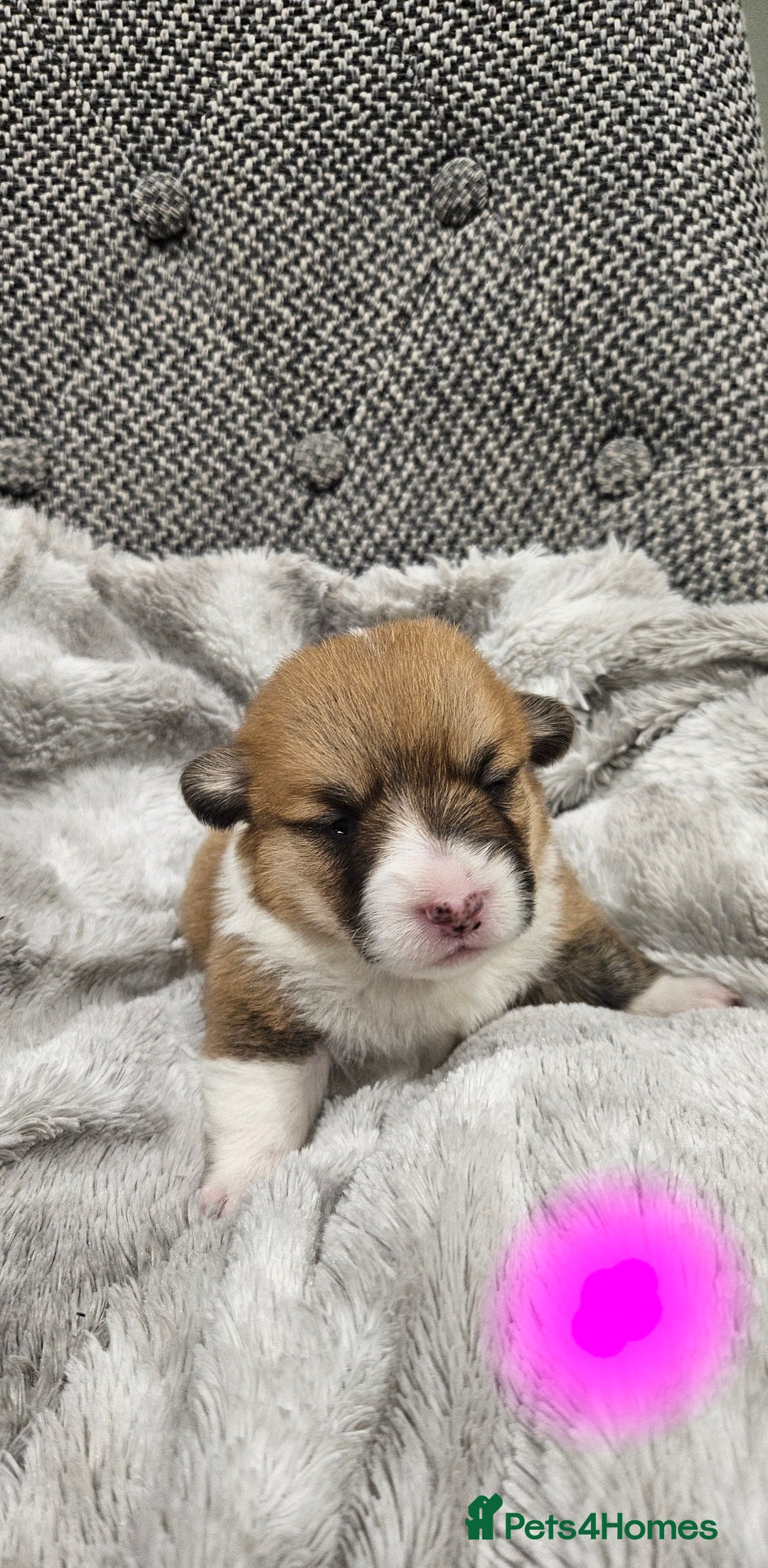Welsh Corgi Pembroke dogs for sale: welsh Pembroke puppies  - Advert 3