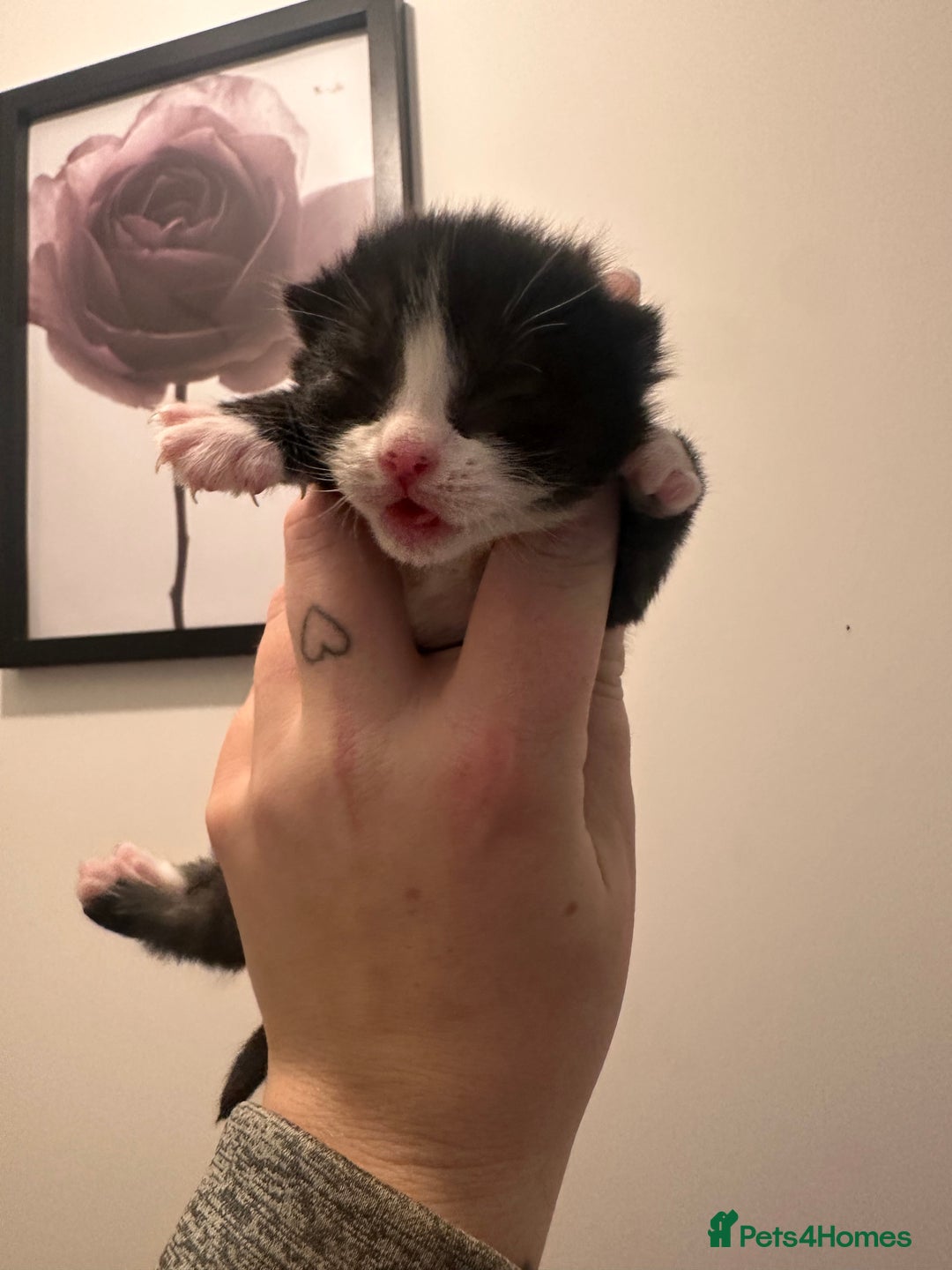 Mixed Breed cats for sale: Gorgeous domestic kittens - Advert 3