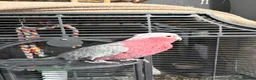 Cockatoo birds for sale: Galah cockatoo in Halifax - Advert 1