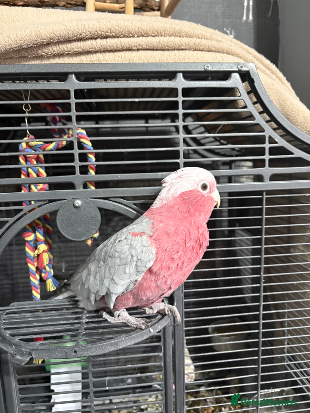 Cockatoo birds for sale: Galah cockatoo in Halifax - Advert 1