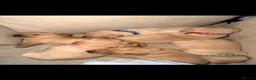 Labrador Retriever dogs for stud: Kylo  - Advert 7