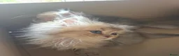 British Longhair cats for sale: Golden British longhair pure bloodline  - Advert 4