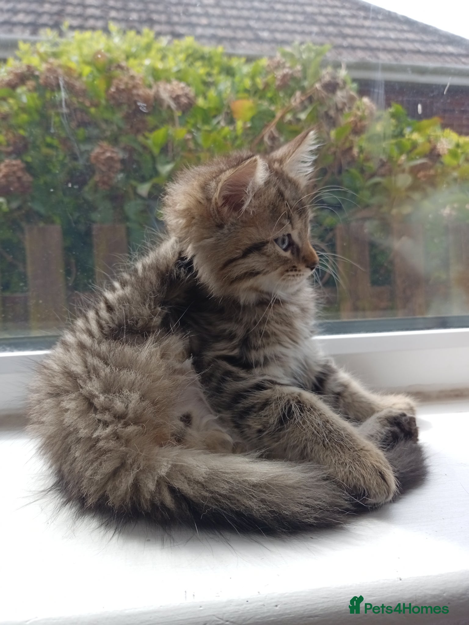Mixed Breed cats for sale: 🐱 Beautiful Kittens Available 🏡 - Advert 9