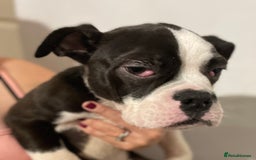 Mixed Breed dogs for sale: 2 mixed breed pups  - Image 3