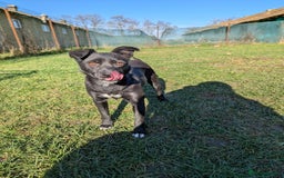 Mixed Breed dogs for adoption: Spirit for adoption - Image 7