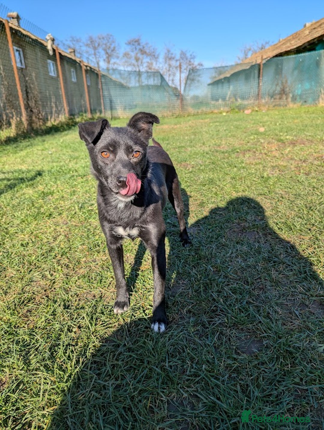 Mixed Breed dogs for adoption: Spirit for adoption - Image 7