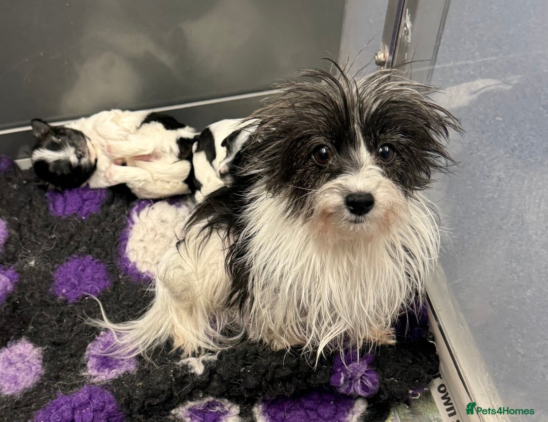 Mixed Breed dogs for sale: Tiny Terrier mix puppies  - Advert 4