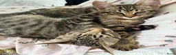 Savannah cats for sale: LAST BOY kitten left ! - Advert 3