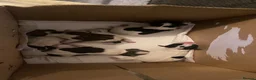 Jack Russell dogs for sale: Jack Russel terrier mix puppies  - Advert 18