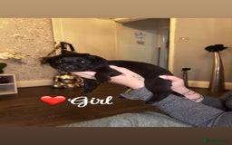 Rottweiler dogs for sale: Stunning Rottweiler puppies ✨ - Image 2