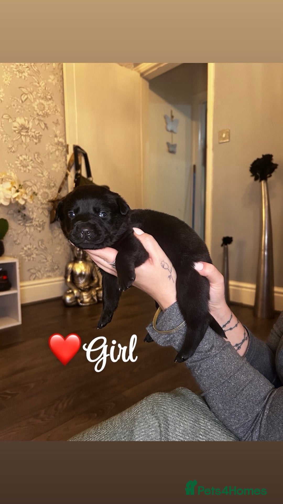 Rottweiler dogs for sale: Stunning Rottweiler puppies ✨ - Image 2