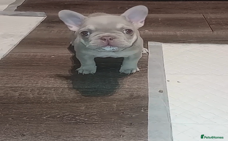 French Bulldog dogs - Advert 3
