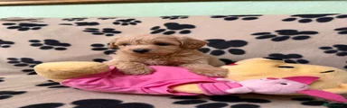 Poochon Puppy 4