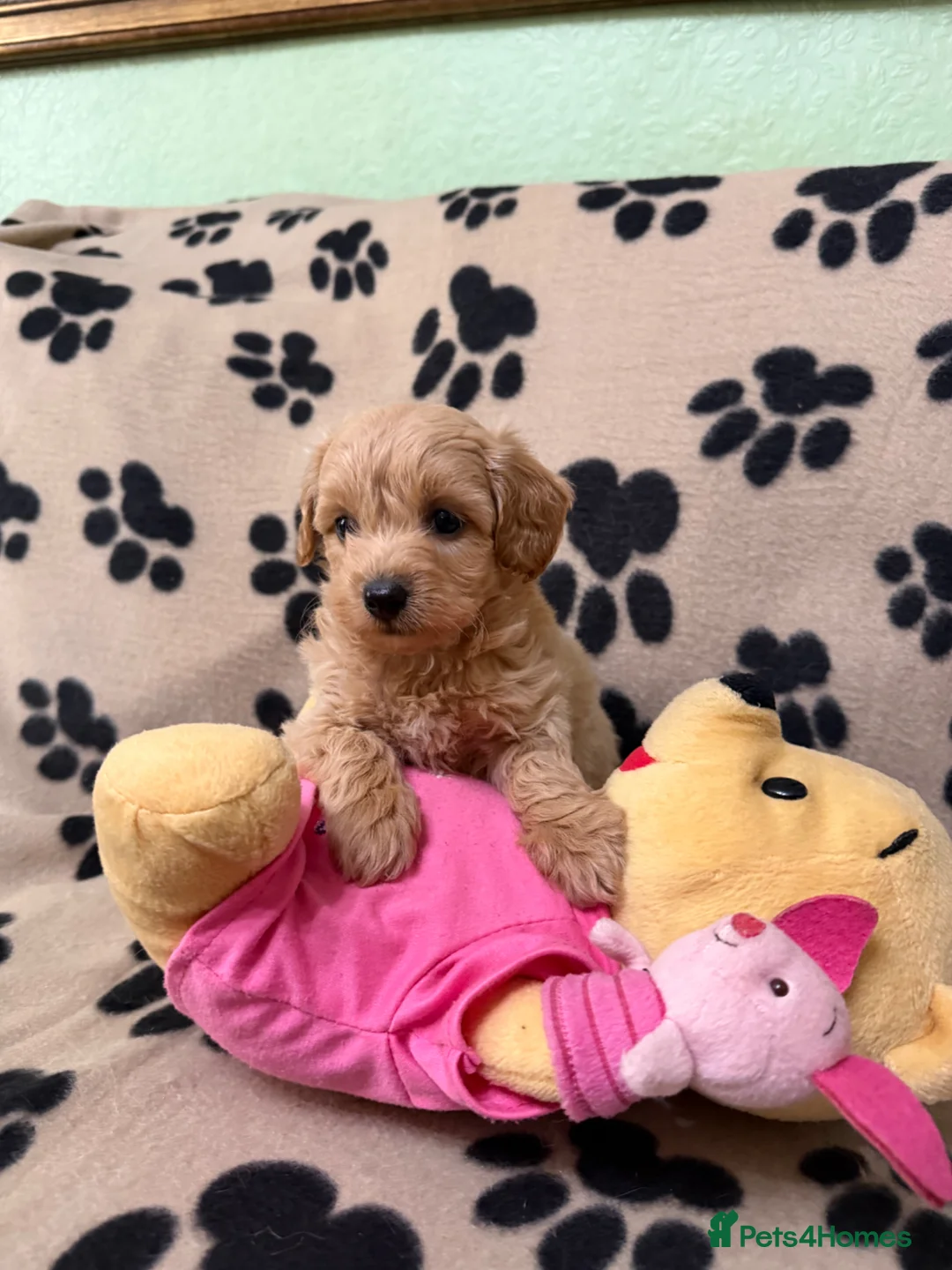 Poochon dogs for sale: ***Beautiful Poochon puppies Boys and Girls*** - Advert 1