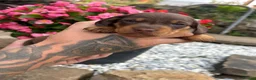 Miniature Dachshund dogs for sale: Miniature Dachshunds  - Advert 7