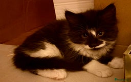 British Longhair cats for sale: Beautiful fluffy black & white kittens for sale - Image 1