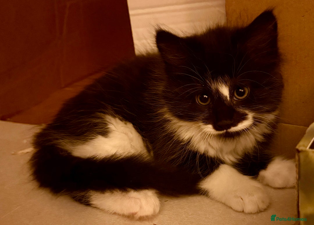 British Longhair cats for sale: Beautiful fluffy black & white kittens for sale - Image 1