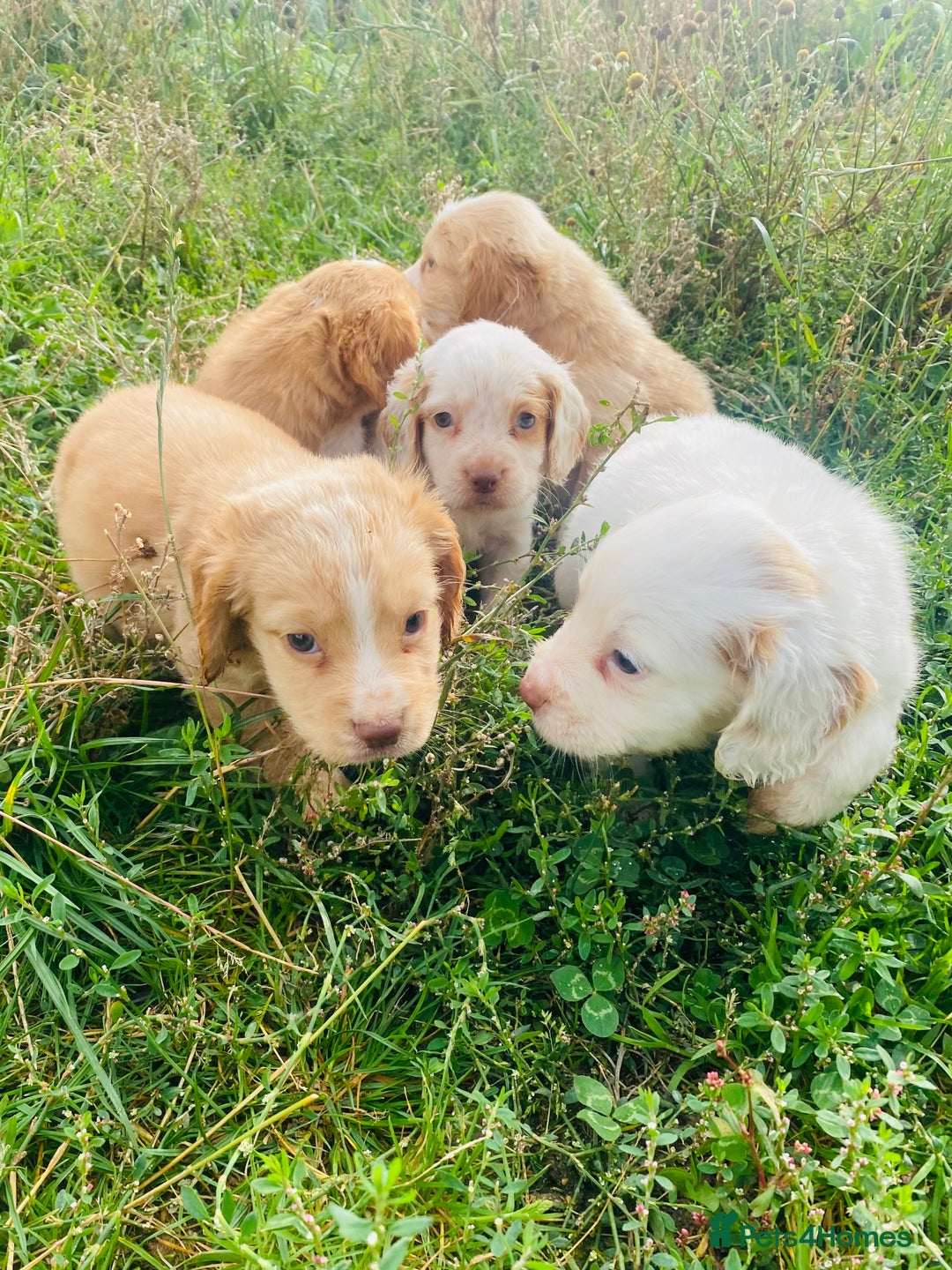 Cocker Spaniel dogs for stud: Cracking cocker spaniel for Stud  - Advert 17