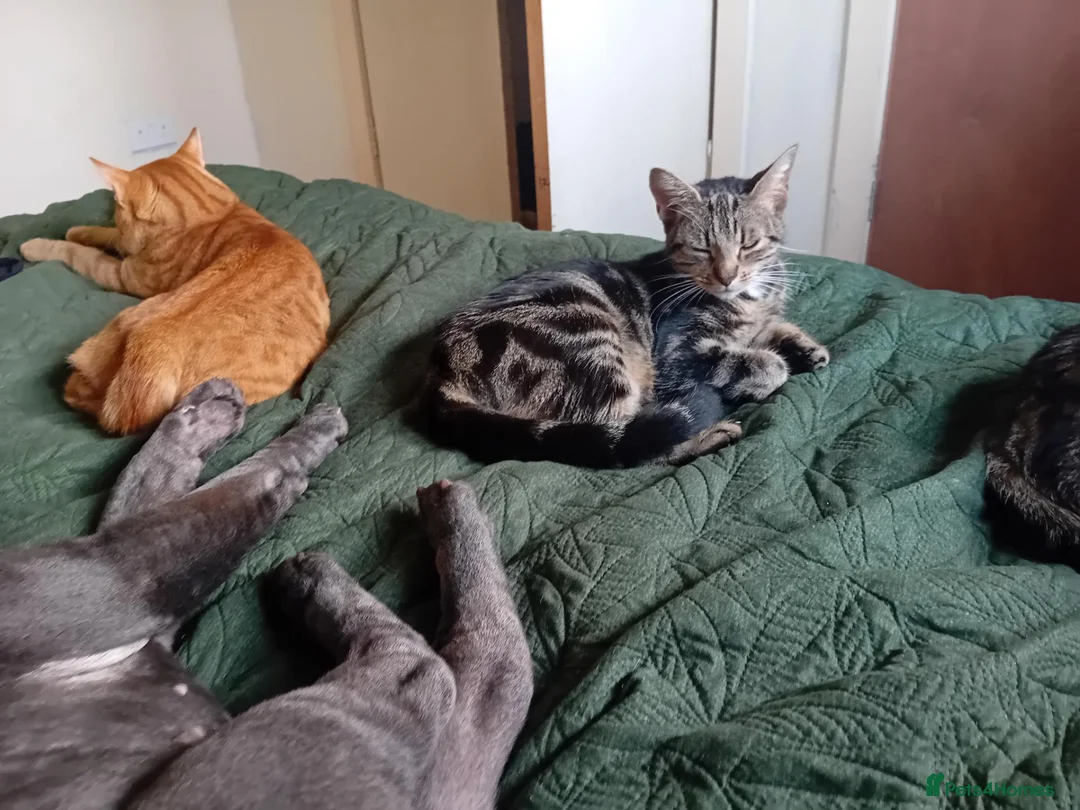 Mixed Breed cats for sale: Half bengal half tabby kittens  - Advert 1