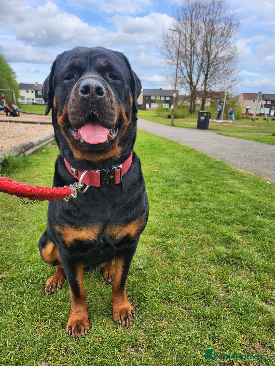 Rottweiler dogs for sale: KC chunky rottweiler puppies - Advert 15