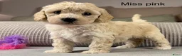 Maltipoo dogs for sale: BEAUTIFUL MALTIPOOS FROM DNA TESTED CLEAR PARENTS  - Advert 28