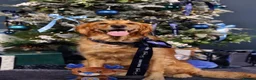 Golden Retriever dogs for sale: KC Reg Golden Retriever Puppies Health Tested  - Advert 5