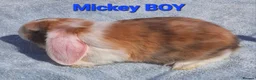 Mixed Breed rabbits for sale: Beautiful Mixed Breed Babies - Advert 4