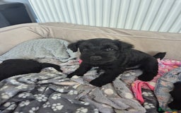 Miniature Schnauzer dogs for sale: Adorable KC Reg Miniature Schnauzer Puppies - Image 10