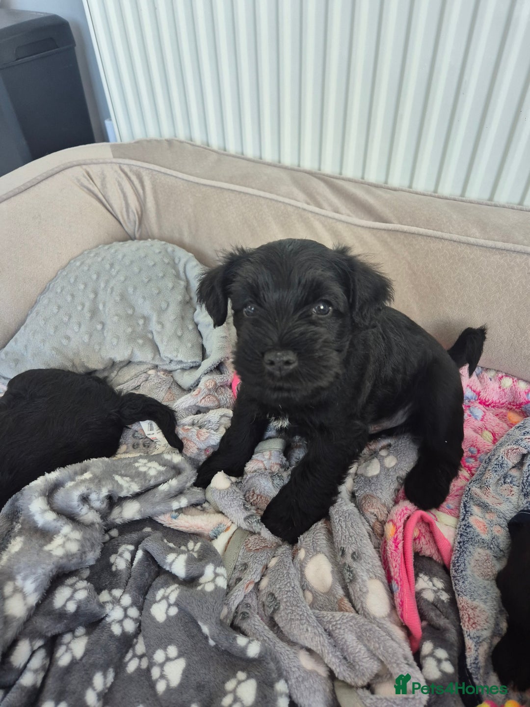 Miniature Schnauzer dogs for sale: Adorable KC Reg Miniature Schnauzer Puppies - Image 10