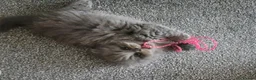 British Longhair cats for sale: Mr Lush and Mr Boba purebreed BLH Kittens  - Advert 8