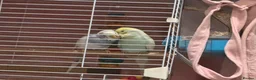 Budgerigars birds for sale: Budgies Looking for a Loving Forever Home - Advert 3
