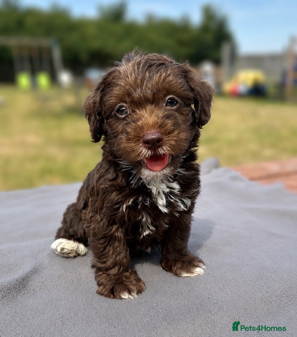 Jackapoo dogs Jackapoo puppies 🐾 - Advert 1