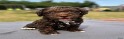 Jackapoo dogs for sale: Jackapoo puppies 🐾 - Advert 1
