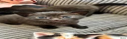 Mixed Breed cats for sale: Black male kittens  - Advert 8