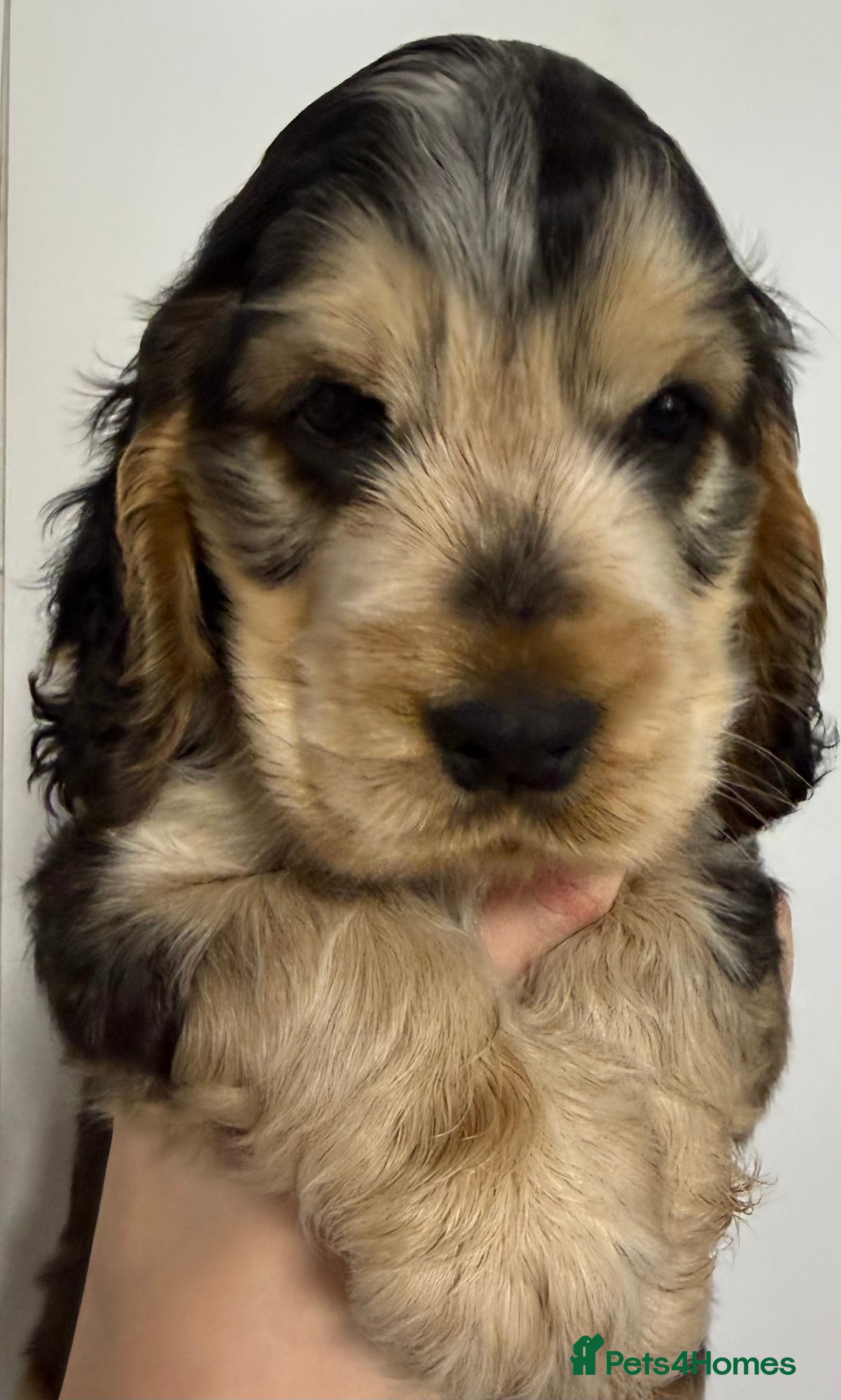 Cocker Spaniel dogs Champion Bloodlines KC Reg Show Cocker Spaniels - Advert 7