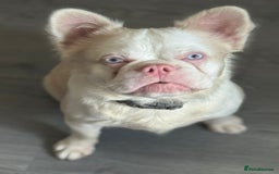 French Bulldog dogs for stud: 🔥 VISUAL PINK VISUAL FLUFFY HUSKY STUD 🔥  - Image 1