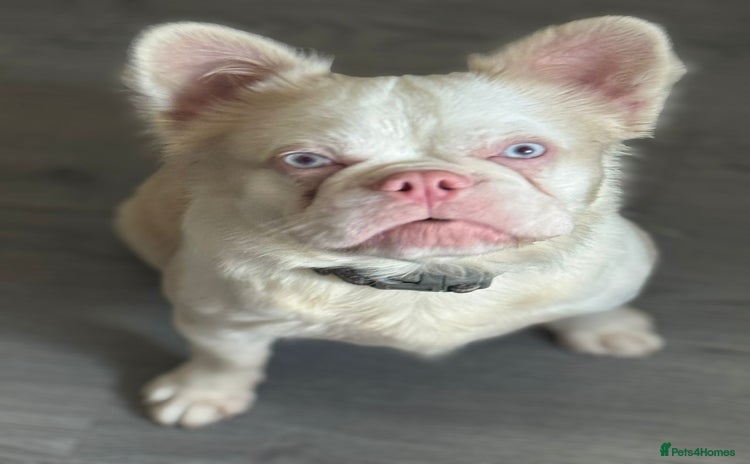 French Bulldog dogs - Advert 1