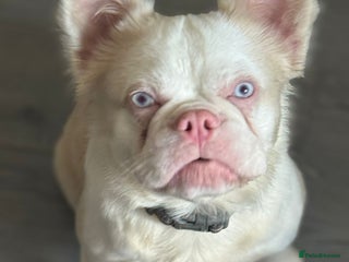 French Bulldog dogs 🔥 VISUAL PINK VISUAL FLUFFY STUD 🔥 - Advert 16