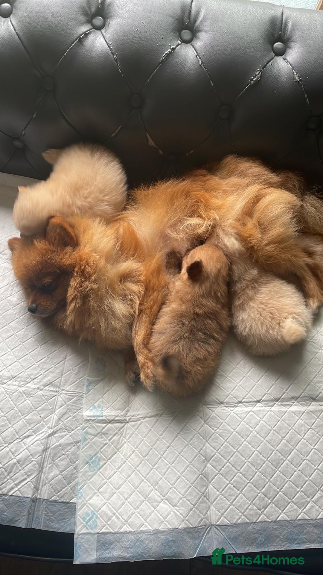 Pomeranian dogs for sale: Pomeranian puppy boy last one ready to go - Advert 5