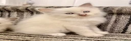 Ragdoll cats for sale: ⭐️Beautiful Ragdoll Kittens 8 weeks⭐️ - Advert 10