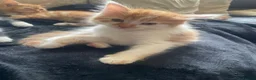 Mixed Breed cats for sale: 6 Beautiful Kittens ready to go  - Advert 8