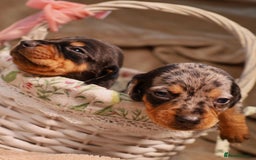 Dachshund dogs for sale: Dachshund Lovely Pupies Waiting for Forever Home - Image 10