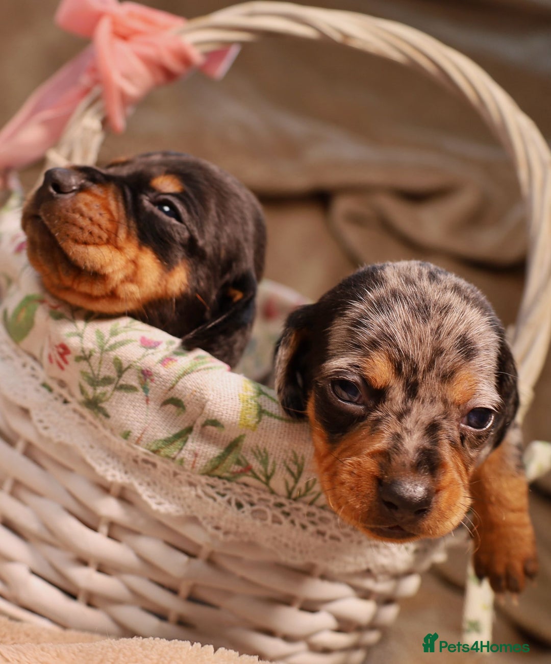 Dachshund dogs for sale: Dachshund Lovely Pupies Waiting for Forever Home - Image 10