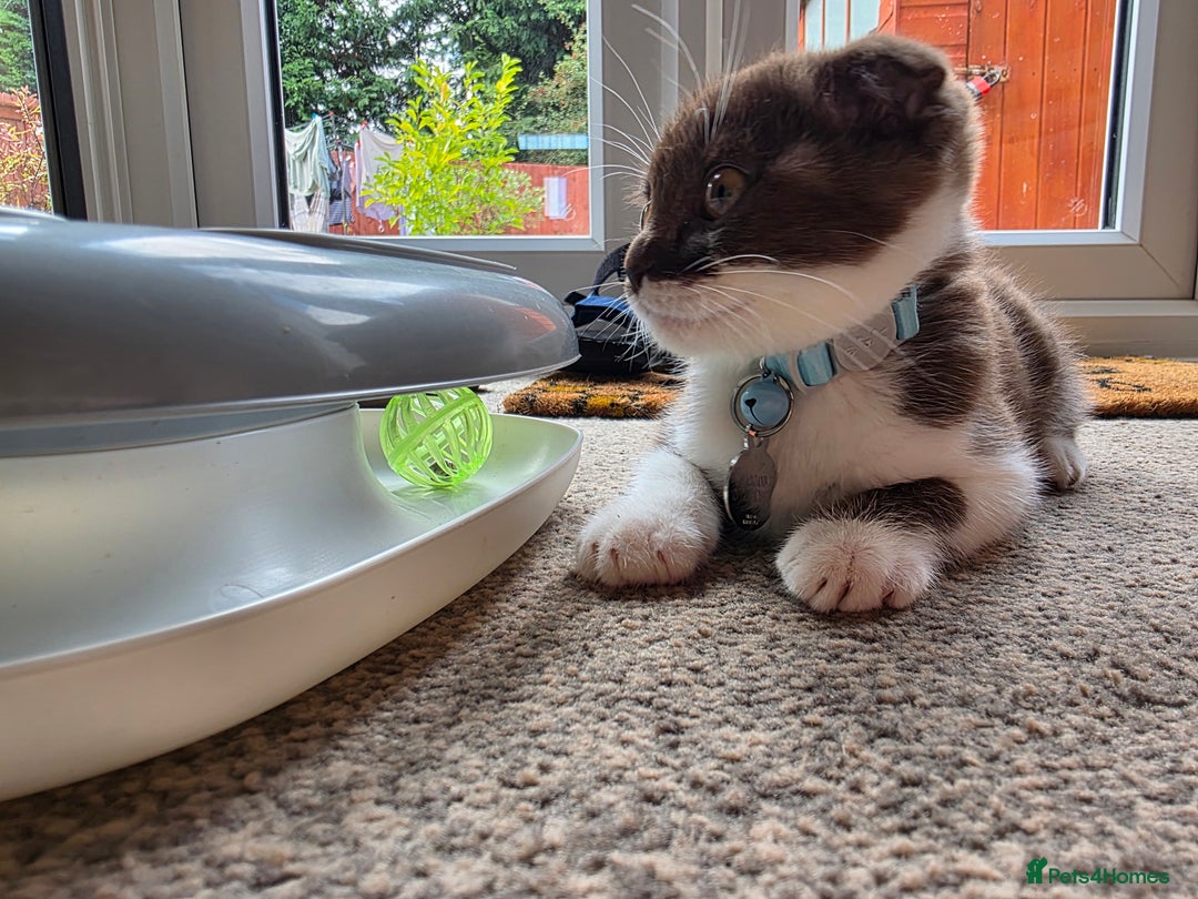 Scottish Fold cats for sale: Frankie 🩵 3 month old  Scottish Fold male kitten - Image 4