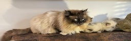 Ragdoll cats for sale: Beautiful Purebred Ragdoll Kittens  - Advert 20
