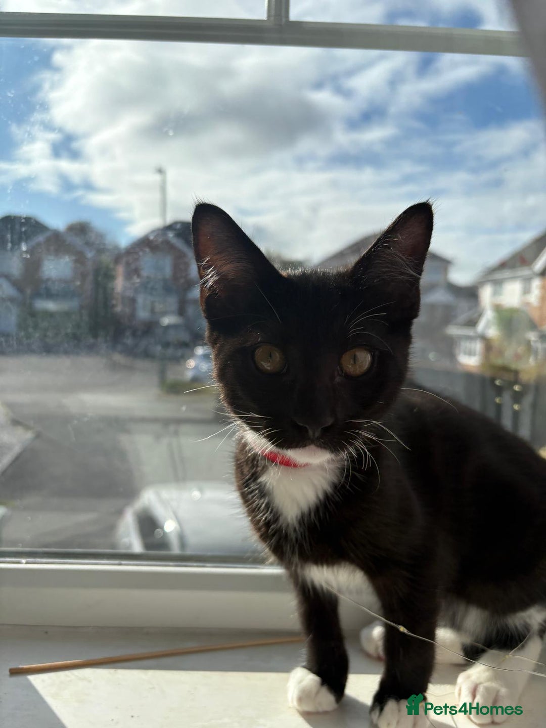 Mixed Breed cats for sale: Adorable Egyptian mau and Ragdoll mix kittens - Advert 2