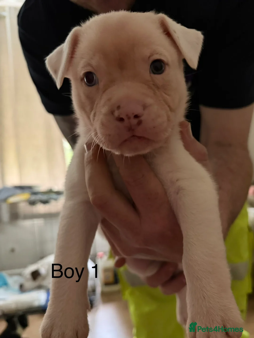 Mixed Breed dogs for sale: Gorgeous American bulldog cross pups for sale in Blackburn - Advert 7